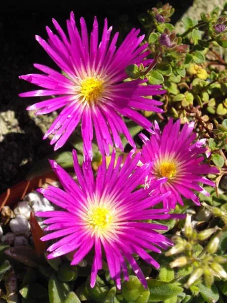 Kristályvirág / Delosperma sutherlandii