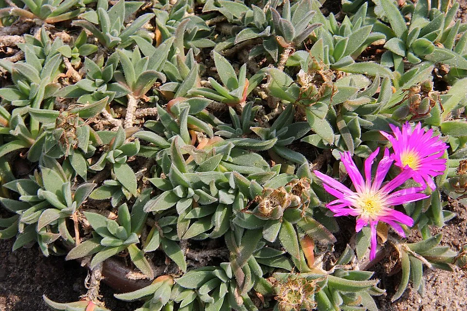 Kristályvirág / Delosperma sutherlandii