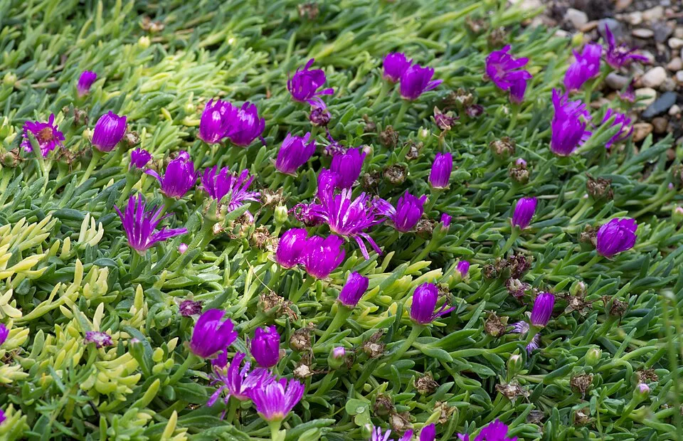 Kristályvirág / Delosperma sutherlandii