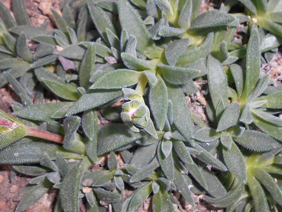 Kristályvirág / Delosperma sutherlandii