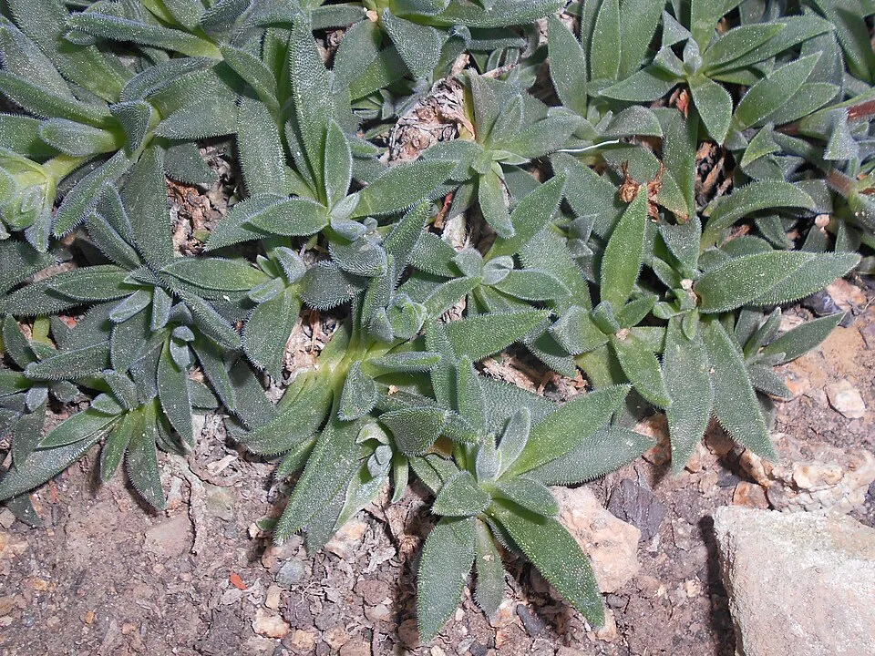 Kristályvirág / Delosperma sutherlandii