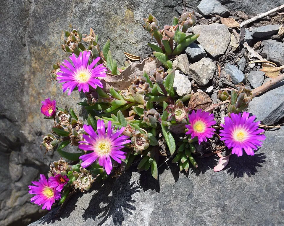 Kristályvirág / Delosperma sutherlandii