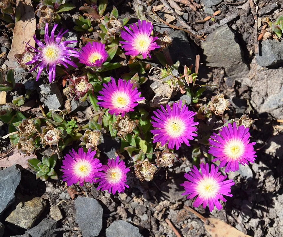 Kristályvirág / Delosperma sutherlandii