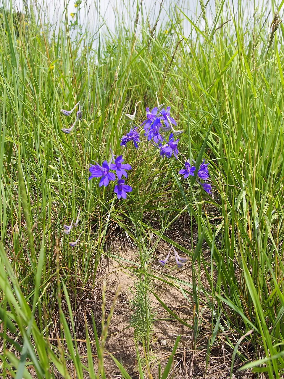 Szarkaláb / Delphinium 'Moonbeam'