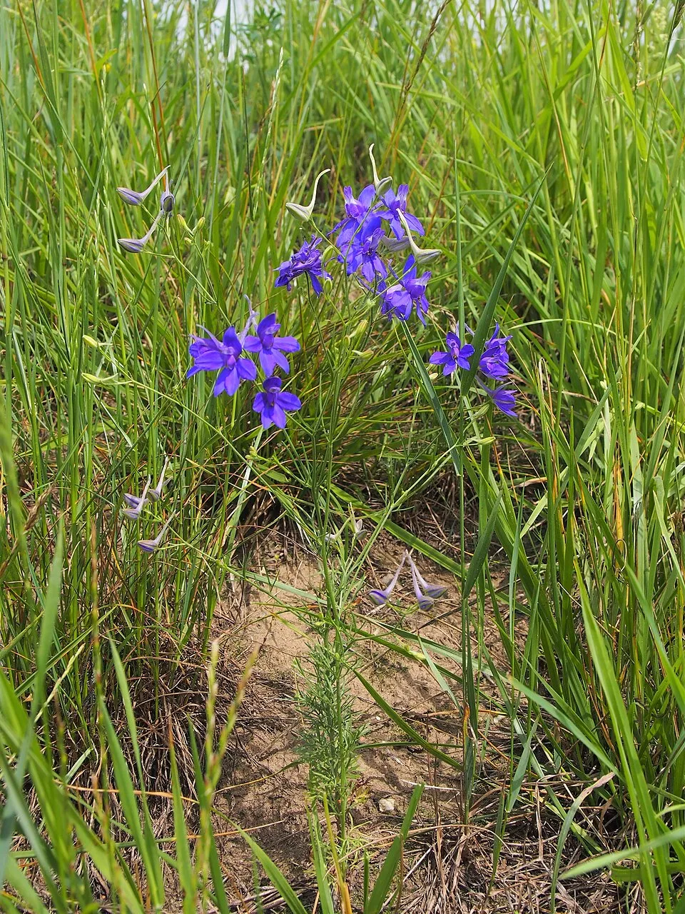 Szarkaláb / Delphinium DELGENIUS® 'Chantay'