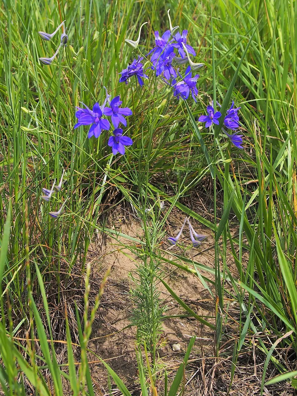 Szarkaláb / Delphinium PARAMO® 'Rosa'