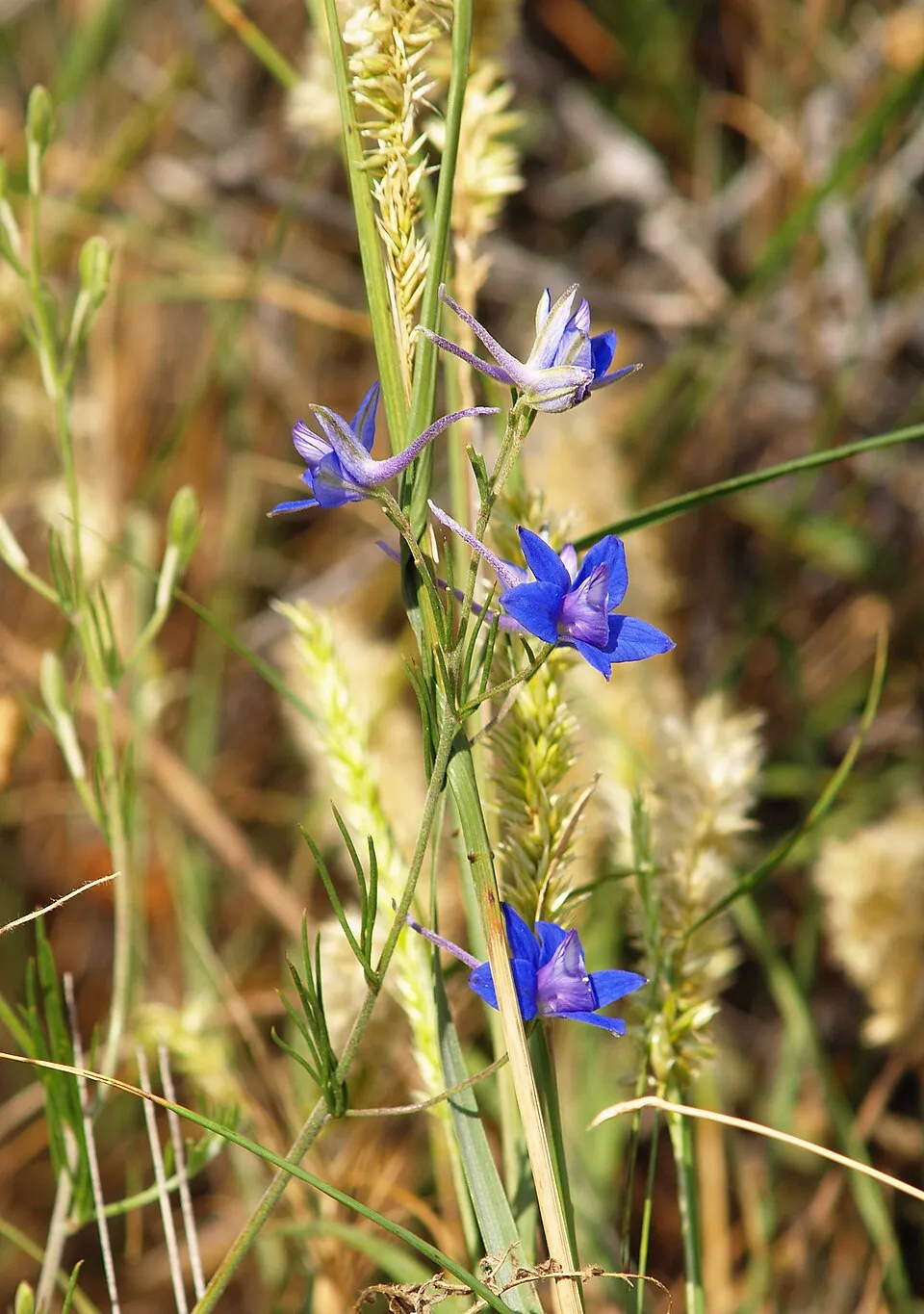 Szarkaláb / Delphinium PARAMO® 'Rosa'