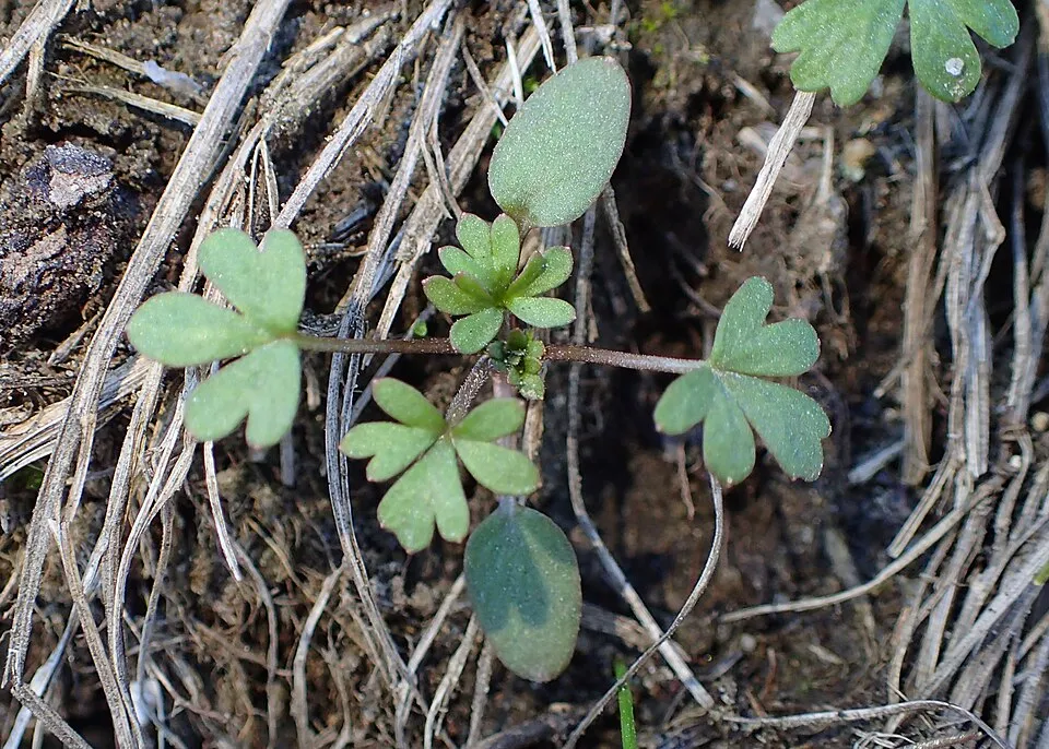Szarkaláb / Delphinium PARAMO® 'Rosa'