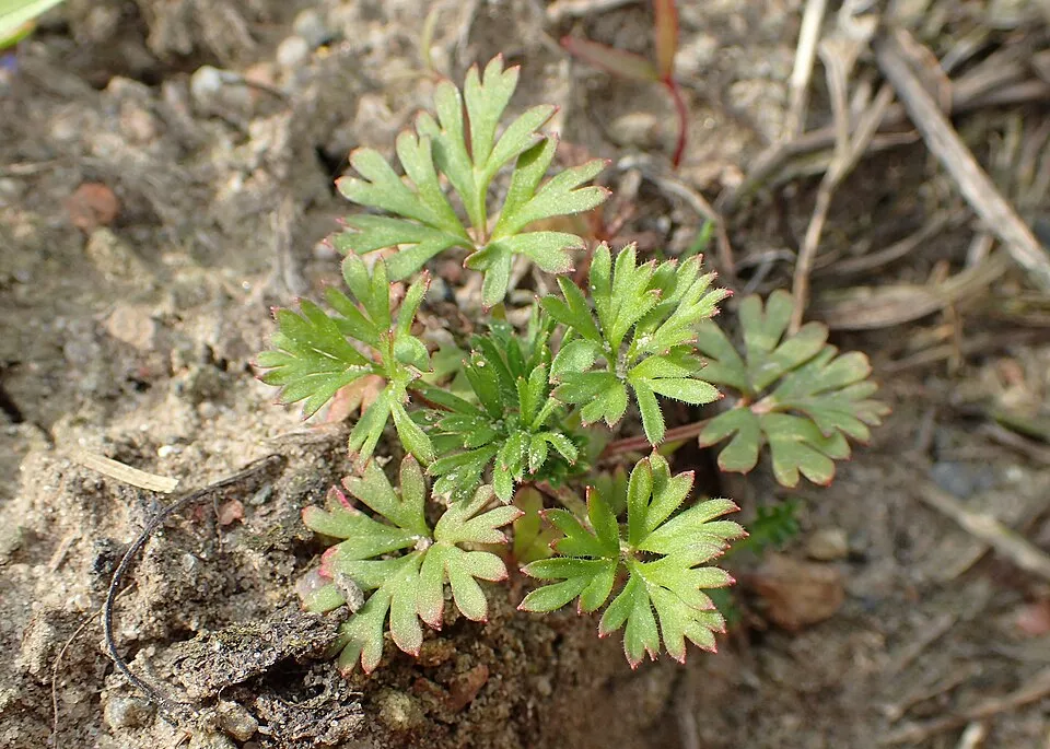 Szarkaláb / Delphinium PARAMO® 'Rosa'