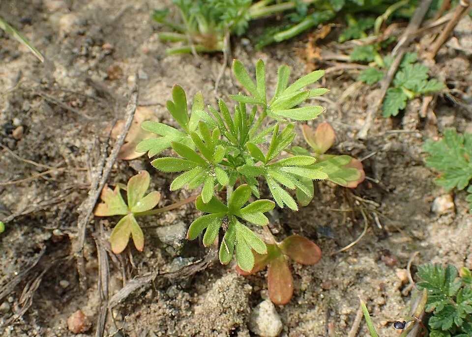 Szarkaláb / Delphinium PARAMO® 'Rosa'