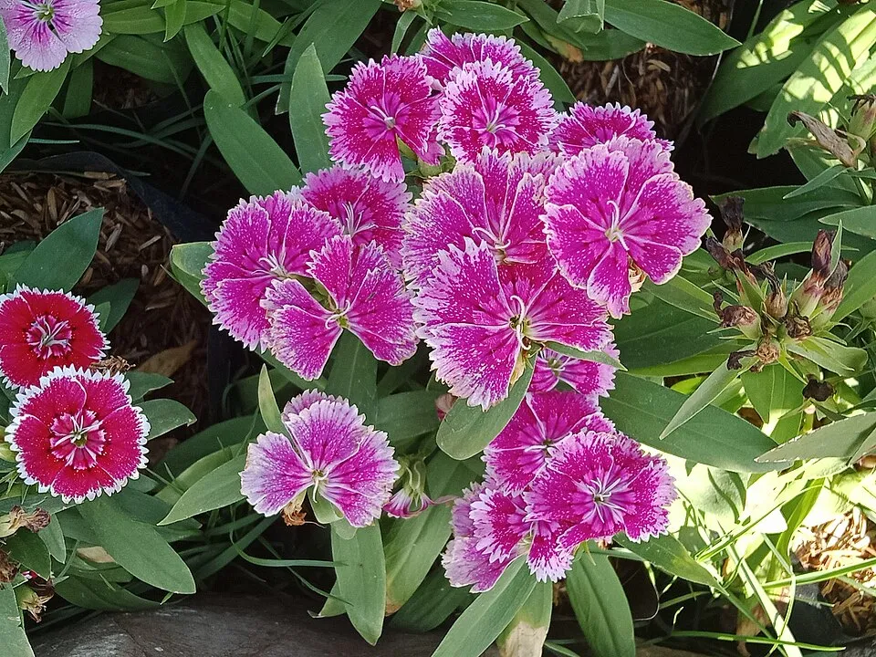 Szegfű / Dianthus 'Whatfield Magenta'
