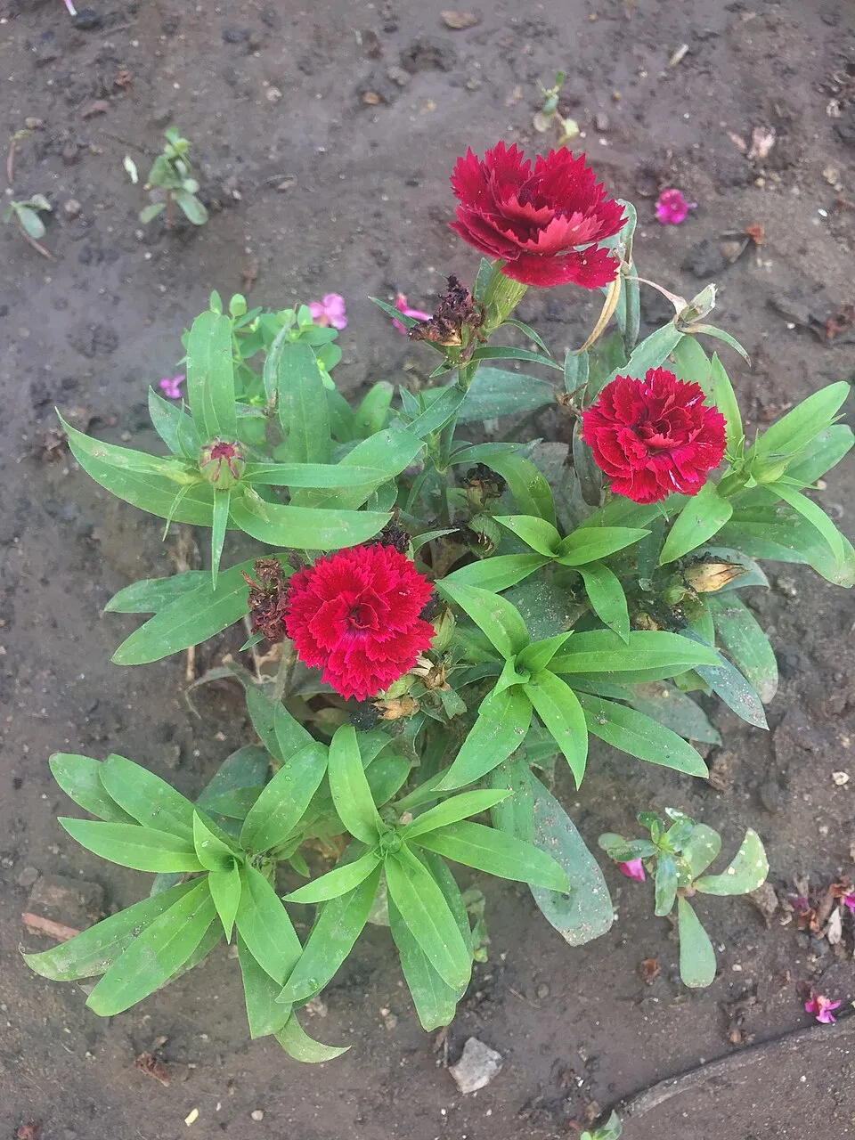 Szegfű / Dianthus 'Whatfield Magenta'