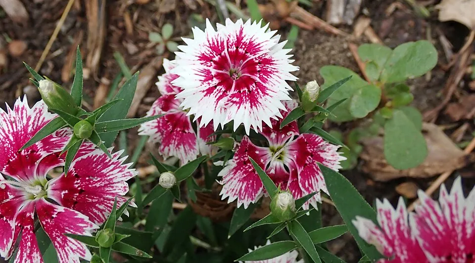 Szegfű / Dianthus 'Whatfield Wisp'