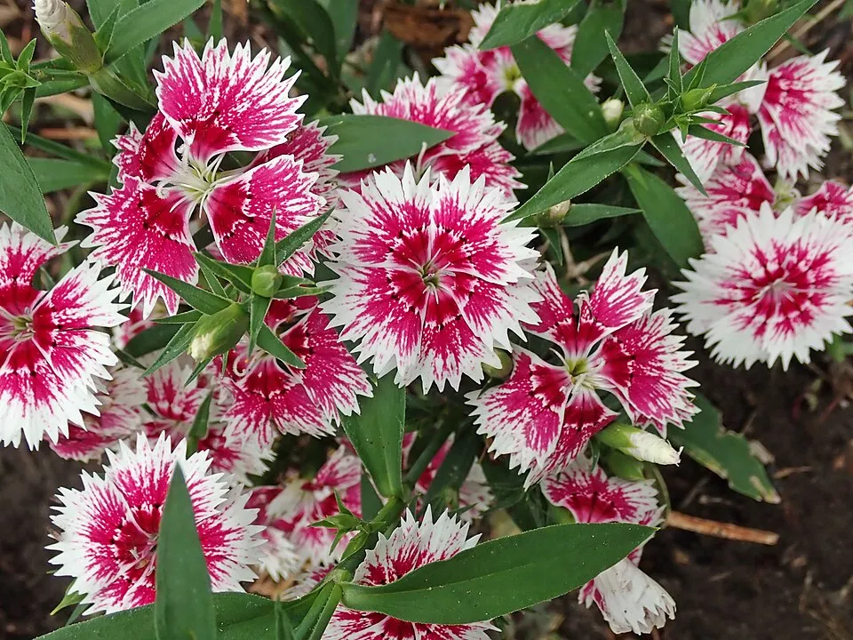 Szegfű / Dianthus 'Whatfield Wisp'