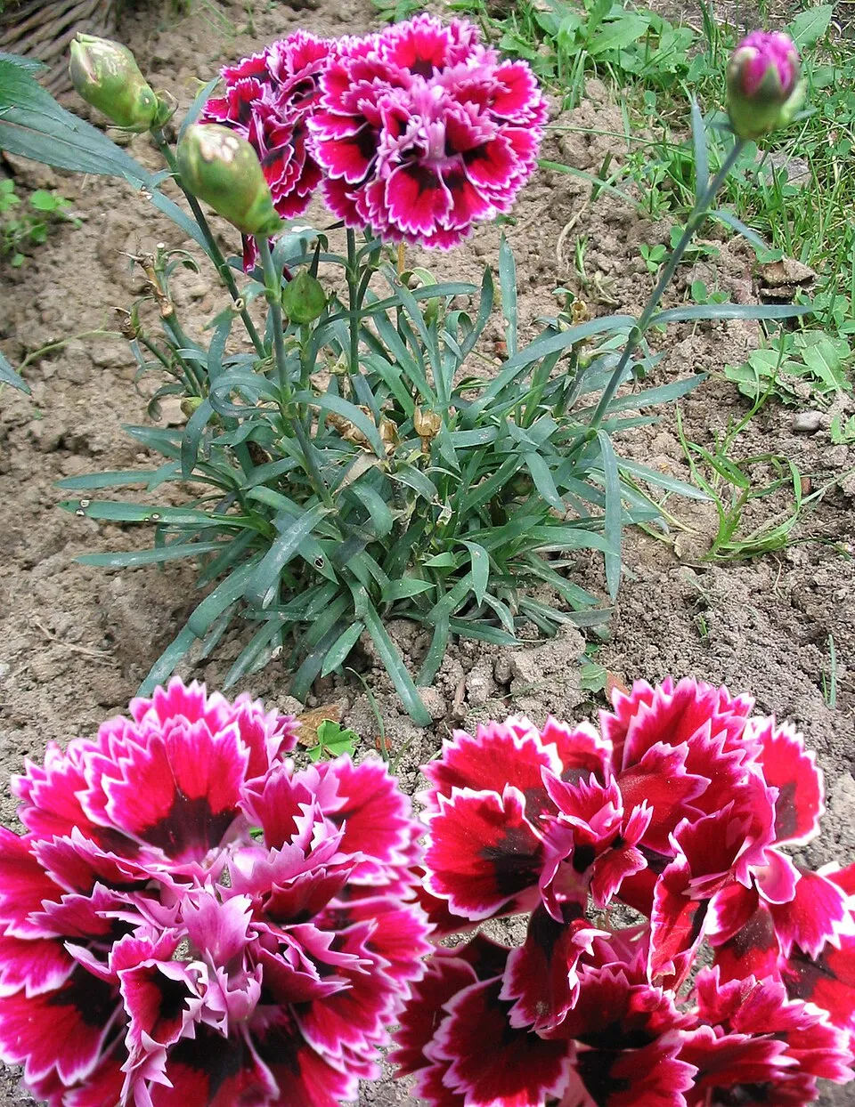Szegfű / Dianthus 'Whatfield Wisp'