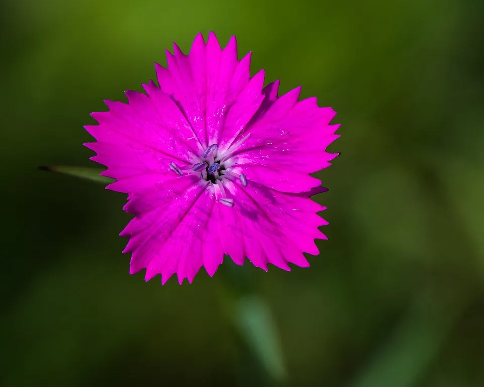 Szegfű / Dianthus 'Whatfield Wisp'
