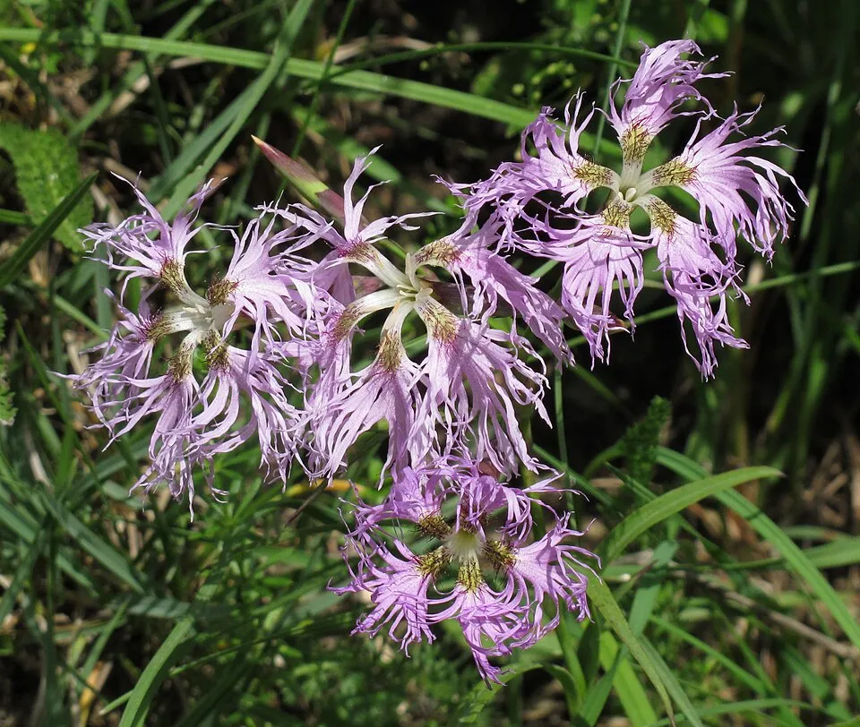 Szegfű / Dianthus 'Whatfield Wisp'
