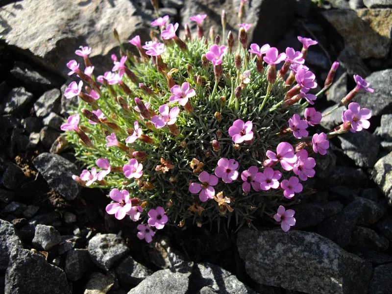 Pünkösdi szegfű / Dianthus gratianopolitanus 'Whatfield Gem'