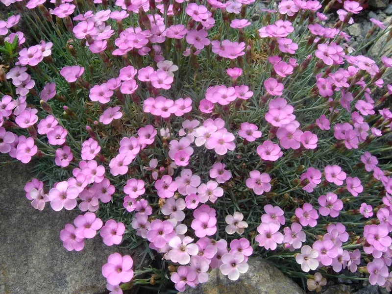 Pünkösdi szegfű / Dianthus gratianopolitanus 'Whatfield Gem'