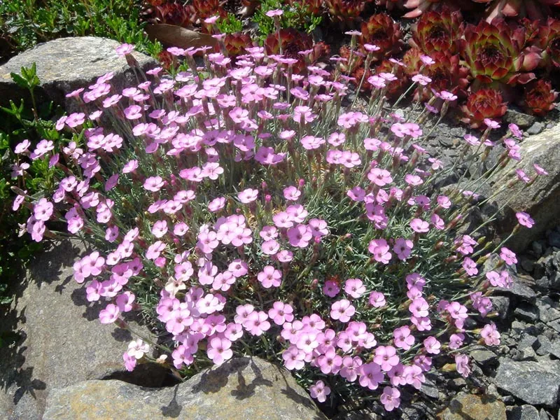Pünkösdi szegfű / Dianthus gratianopolitanus 'Whatfield Gem'