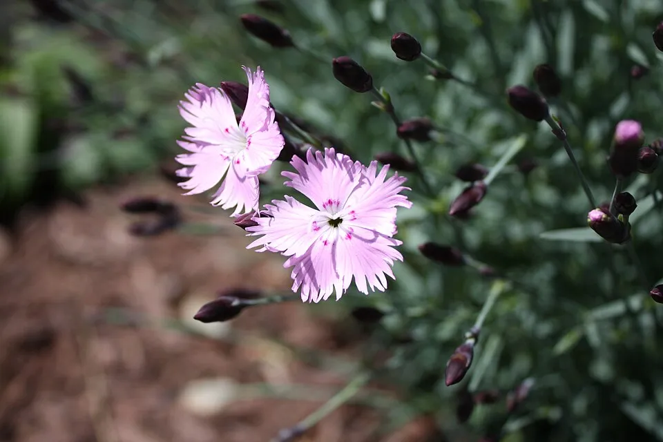 Pünkösdi szegfű / Dianthus gratianopolitanus 'Whatfield Gem'