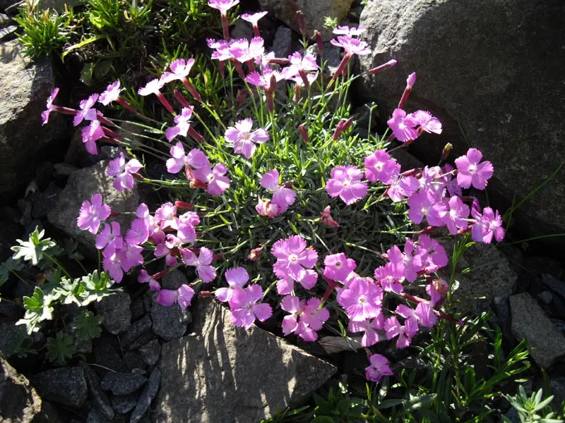 Pünkösdi szegfű / Dianthus gratianopolitanus 'Whatfield Gem'