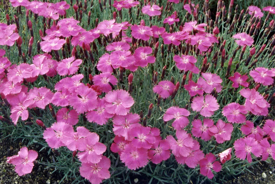 Pünkösdi szegfű / Dianthus gratianopolitanus 'Whatfield Gem'