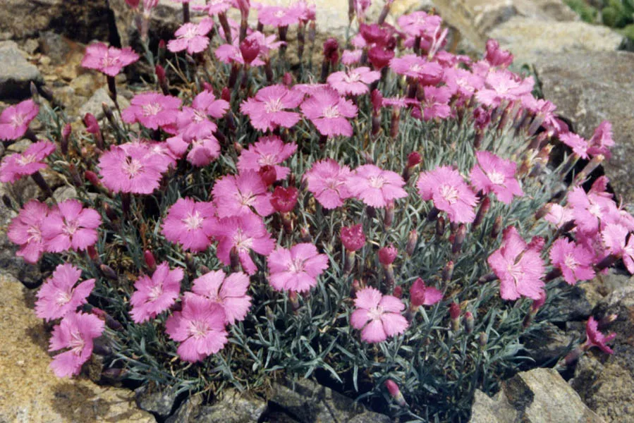 Pünkösdi szegfű / Dianthus gratianopolitanus 'Whatfield Gem'