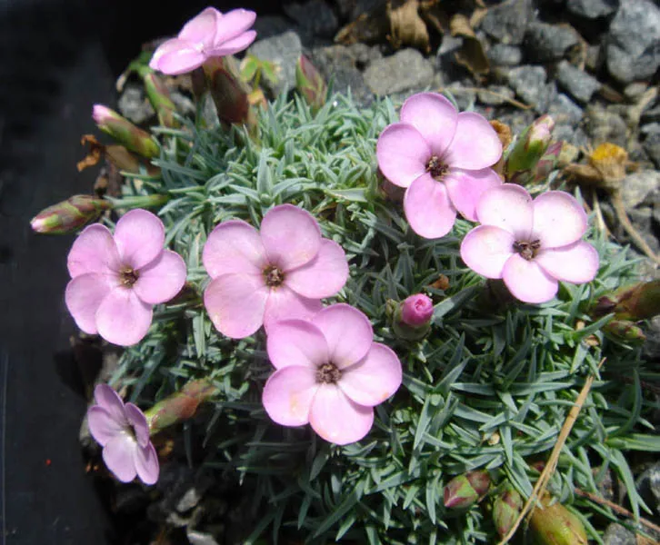 Pünkösdi szegfű / Dianthus gratianopolitanus 'Whatfield Gem'