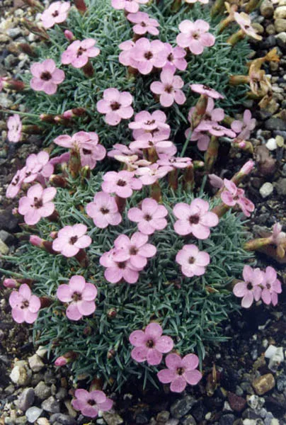 Pünkösdi szegfű / Dianthus gratianopolitanus 'Whatfield Gem'