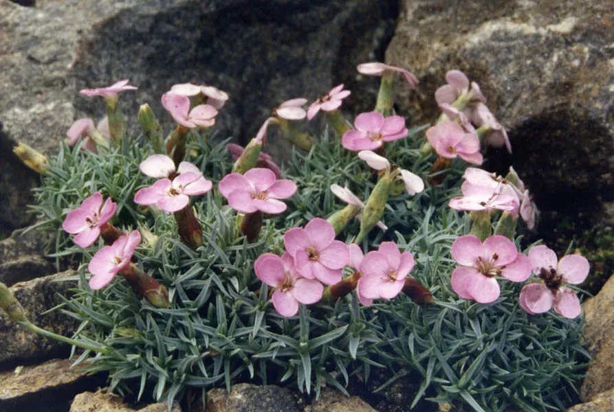 Pünkösdi szegfű / Dianthus gratianopolitanus 'Whatfield Gem'