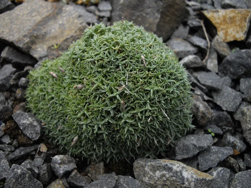 Pünkösdi szegfű / Dianthus gratianopolitanus 'Whatfield Gem'