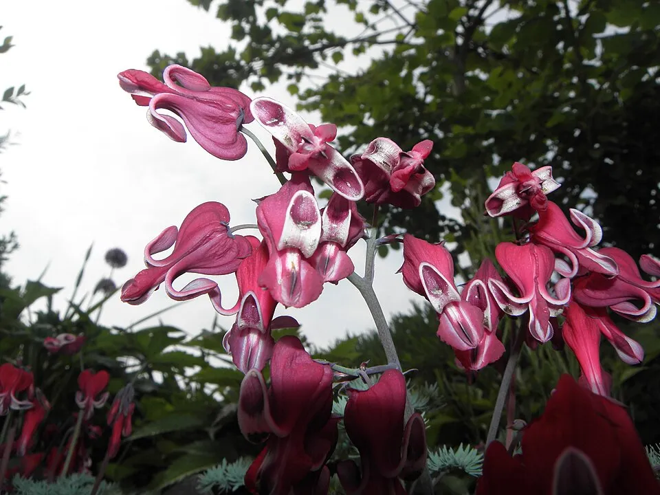 Szívvirág / Dicentra 'Burning Hearts'