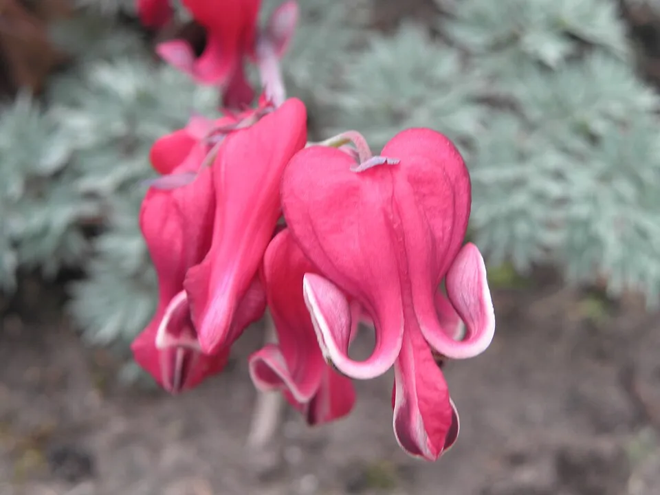 Szívvirág / Dicentra 'Burning Hearts'