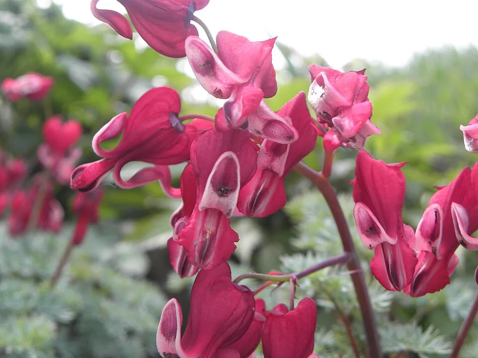Szívvirág / Dicentra 'Burning Hearts'