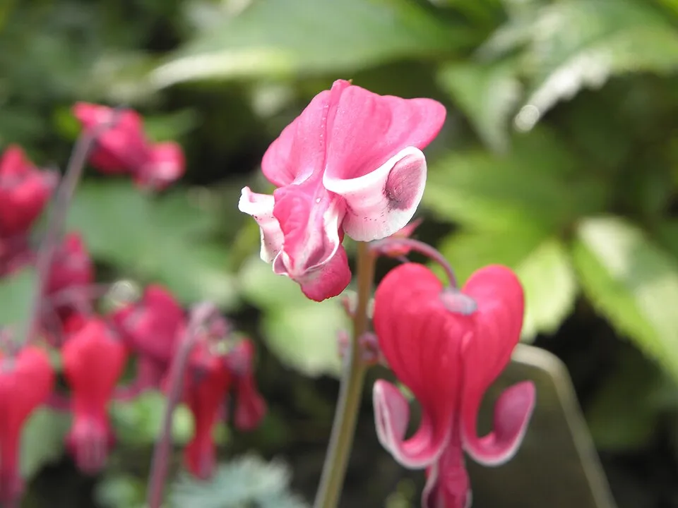 Szívvirág / Dicentra 'Burning Hearts'