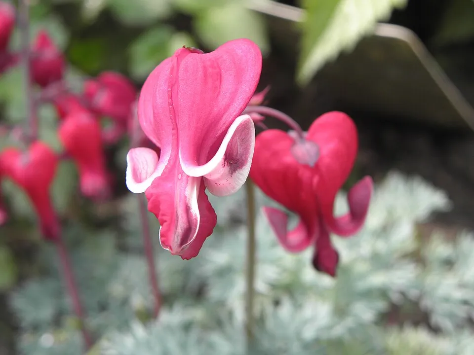 Szívvirág / Dicentra 'Burning Hearts'