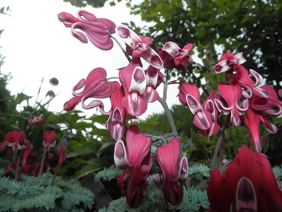 Szívvirág / Dicentra 'Burning Hearts'
