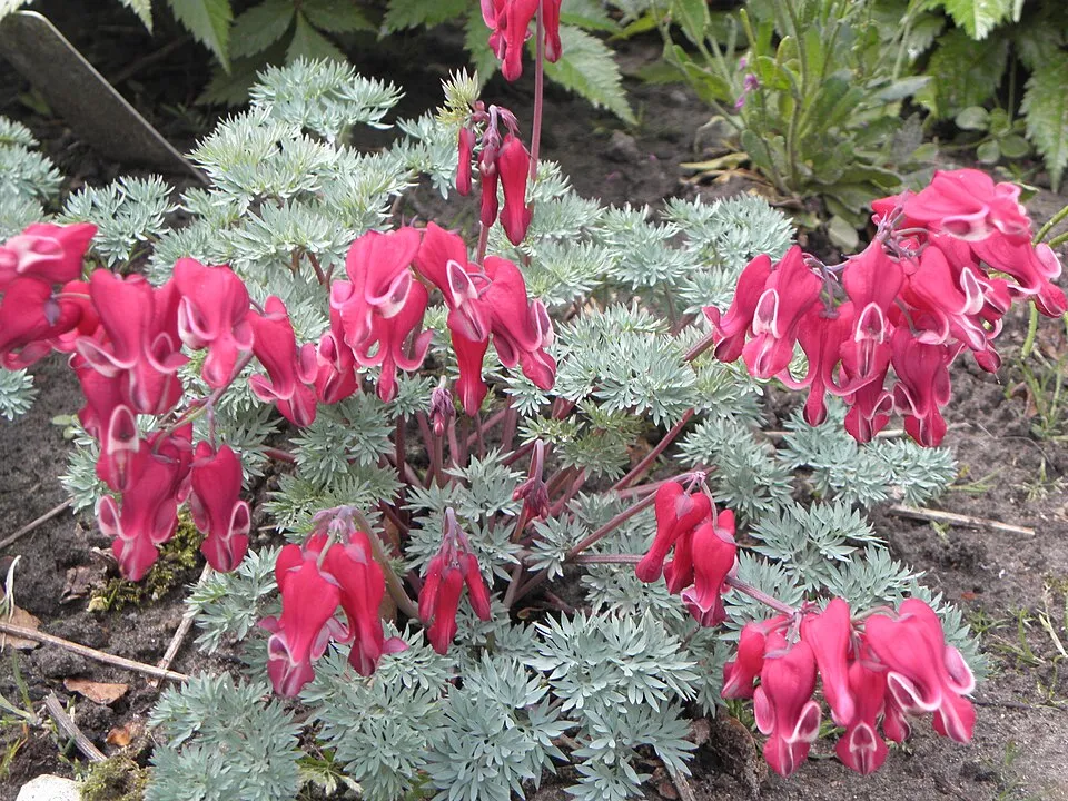 Szívvirág / Dicentra 'Burning Hearts'