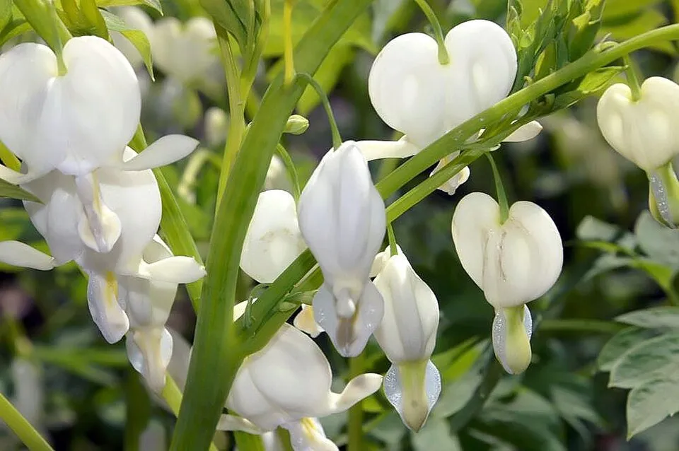 Nagy szívvirág / Dicentra spectabilis 'Alba'