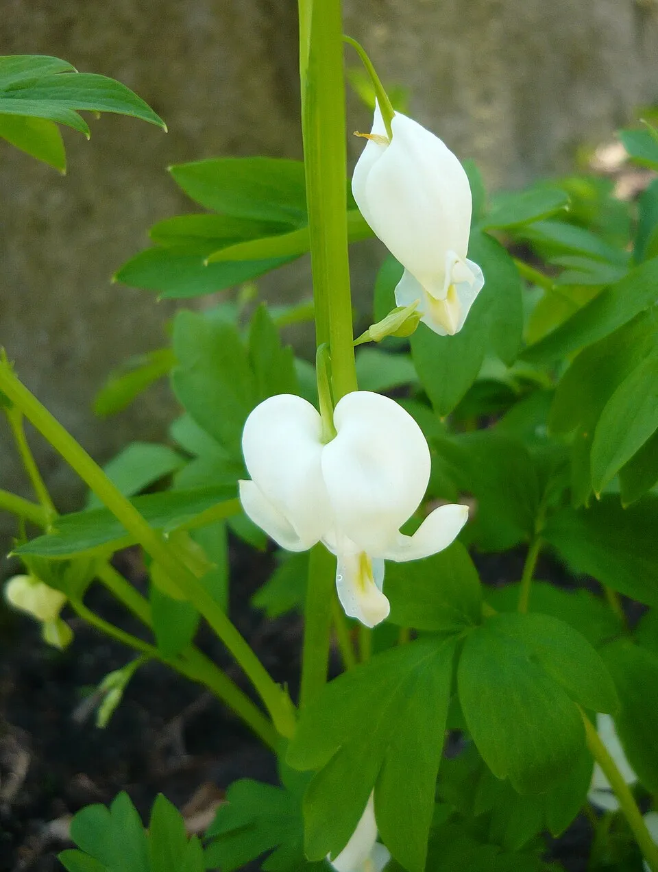 Nagy szívvirág / Dicentra spectabilis 'Alba'