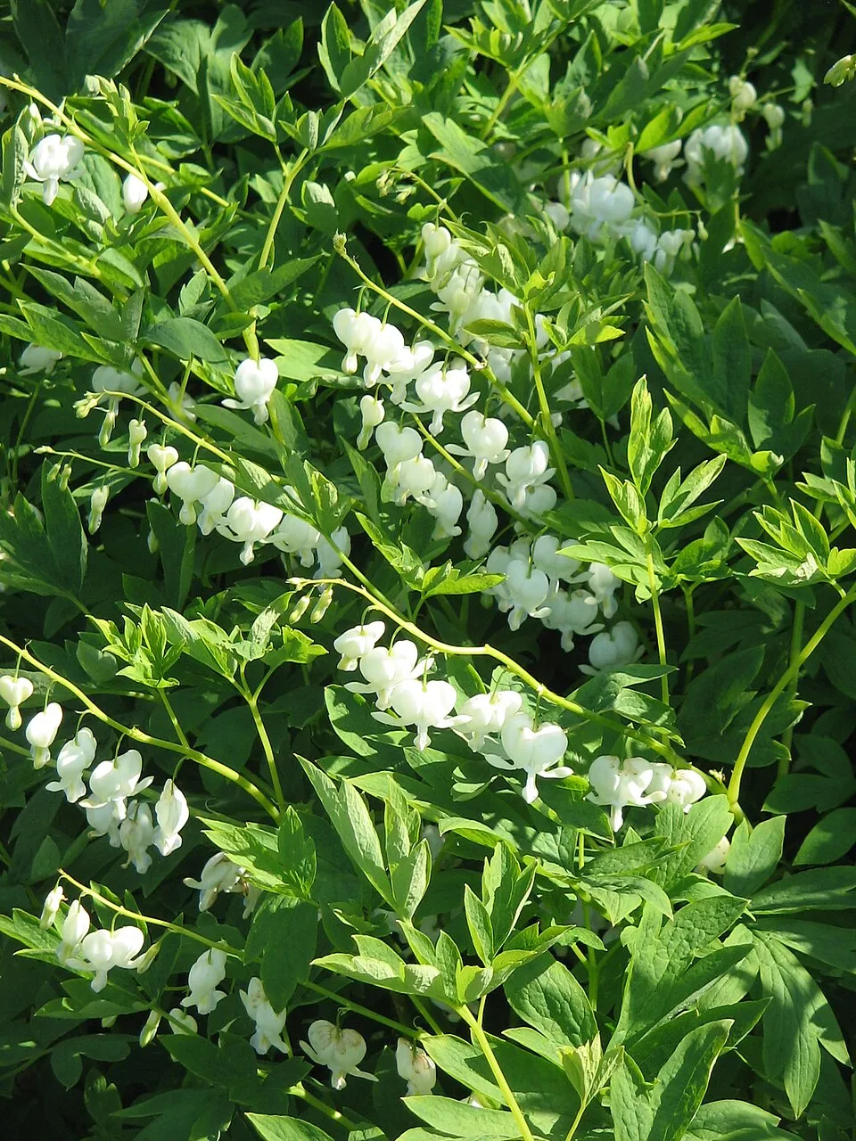 Nagy szívvirág / Dicentra spectabilis 'Alba'