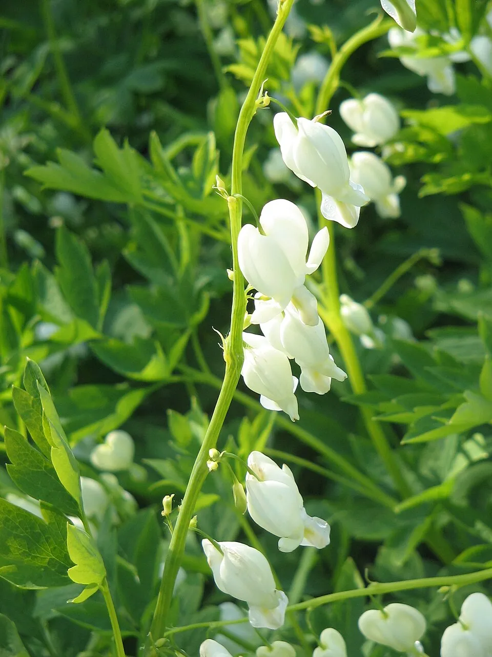 Nagy szívvirág / Dicentra spectabilis 'Alba'