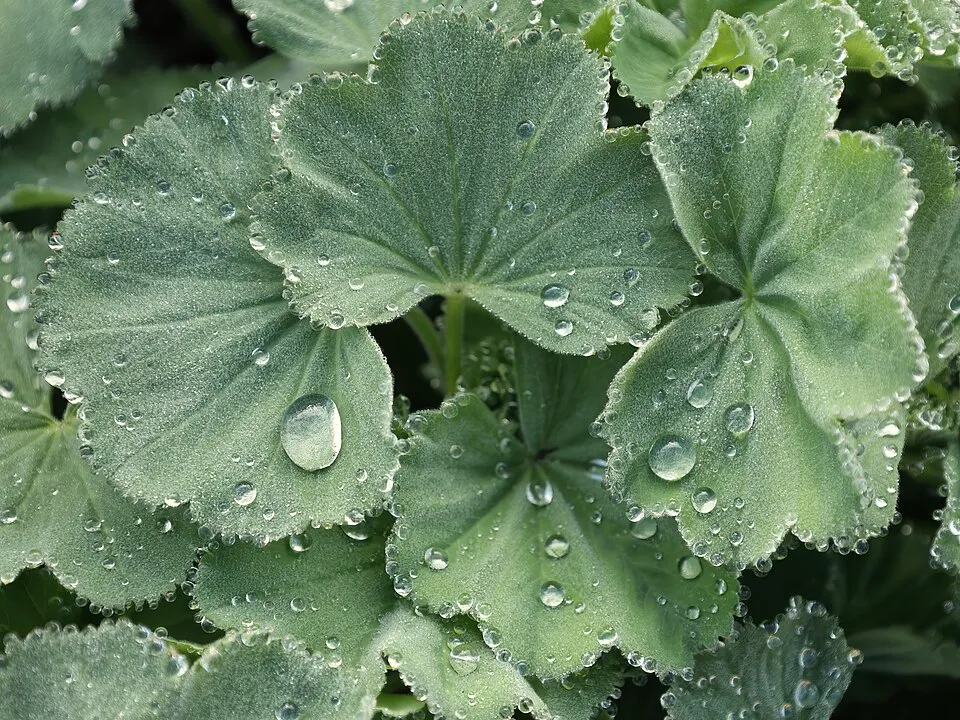 Törpe palástfű / Alchemilla erythropoda 'Alma'