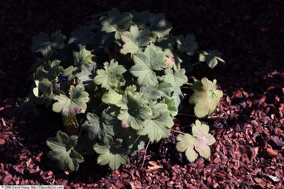 Törpe palástfű / Alchemilla erythropoda 'Alma'