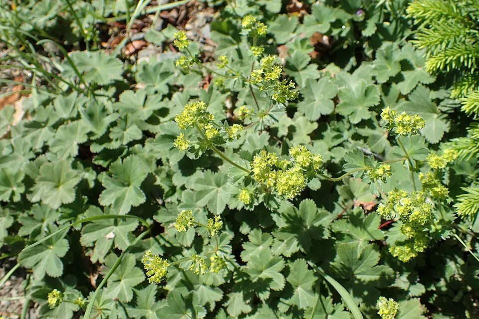 Törpe palástfű / Alchemilla erythropoda 'Alma'