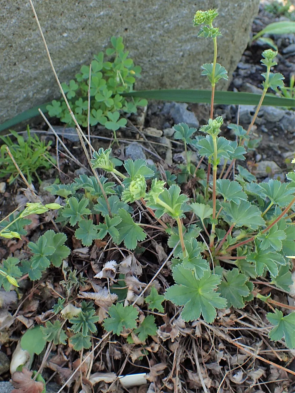 Törpe palástfű / Alchemilla erythropoda 'Alma'