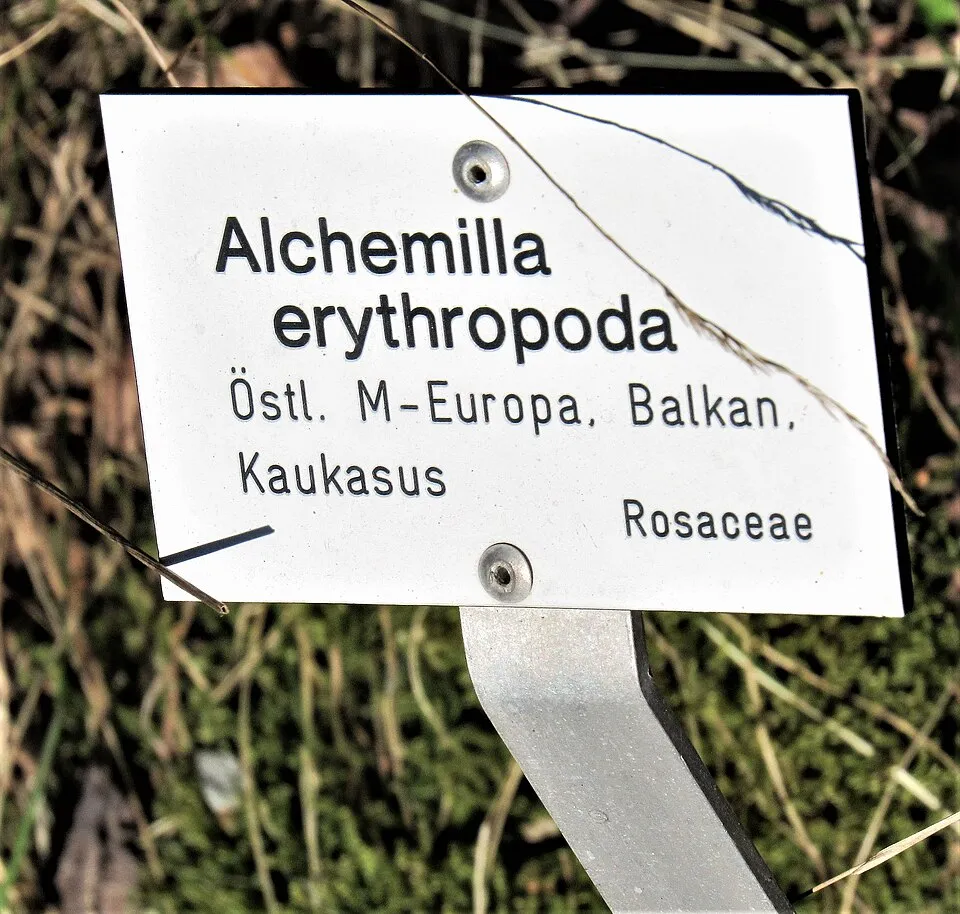 Törpe palástfű / Alchemilla erythropoda 'Alma'