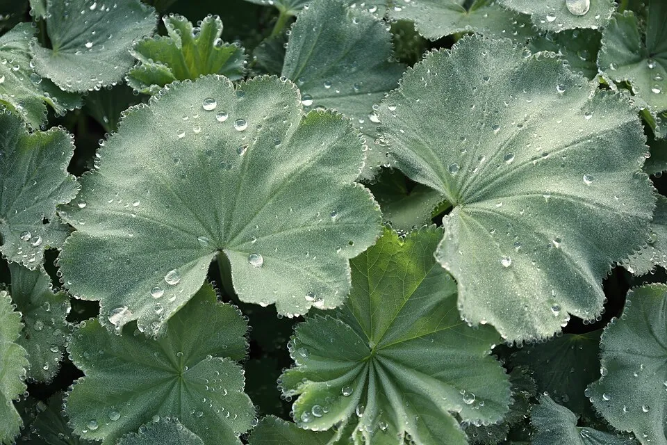 Törpe palástfű / Alchemilla erythropoda 'Alma'