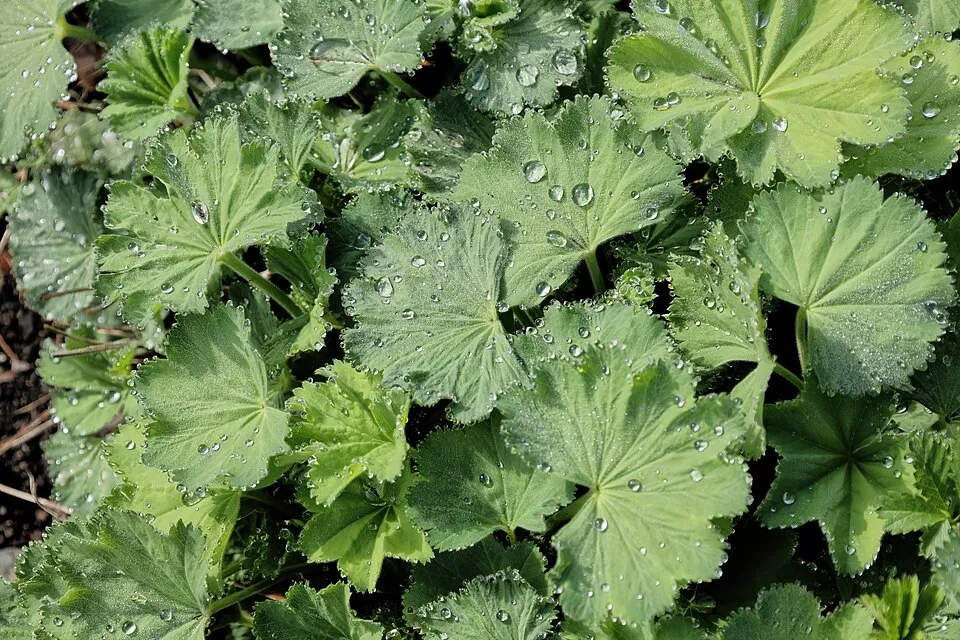 Törpe palástfű / Alchemilla erythropoda 'Alma'